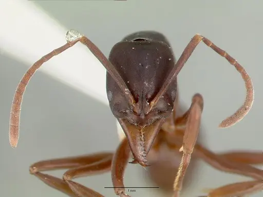 Mesoponera papuana specimen CASTYPE06957 image castype06957_2