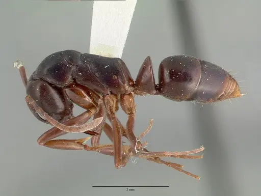 Mesoponera papuana specimen CASTYPE06957 image castype06957_3