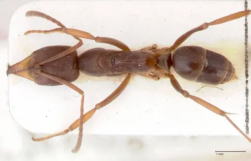 Mesoponera papuana specimen FOCOL0964 image focol0964_1