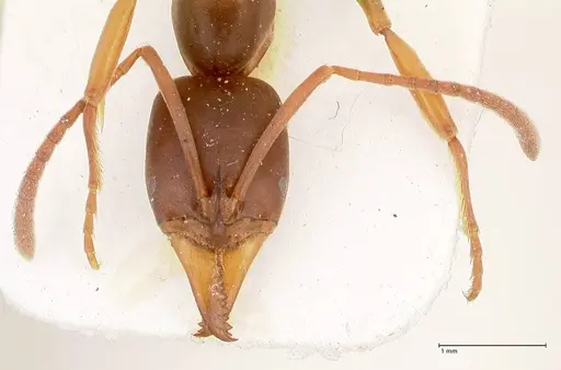 Mesoponera papuana specimen FOCOL0964 image focol0964_2