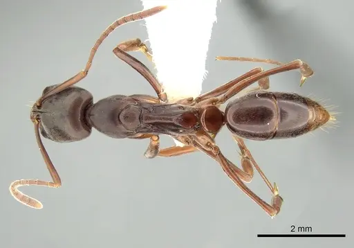 Mesoponera rubra specimen CASENT0249171 image casent0249171_1
