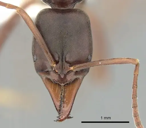 Mesoponera rubra specimen CASENT0249171 image casent0249171_2