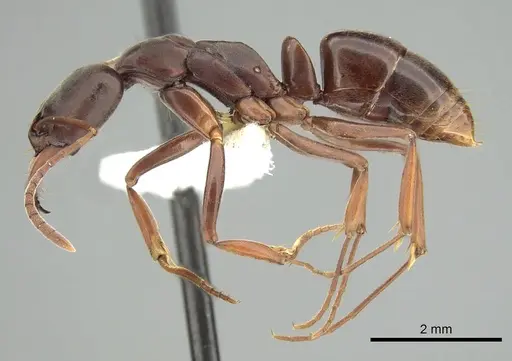 Mesoponera rubra specimen CASENT0249171 image casent0249171_3