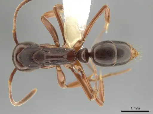 Mesoponera rubra specimen CASENT0634162 image casent0634162_1