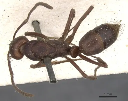 Mesoponera rubra specimen CASENT0901349 image casent0901349_1