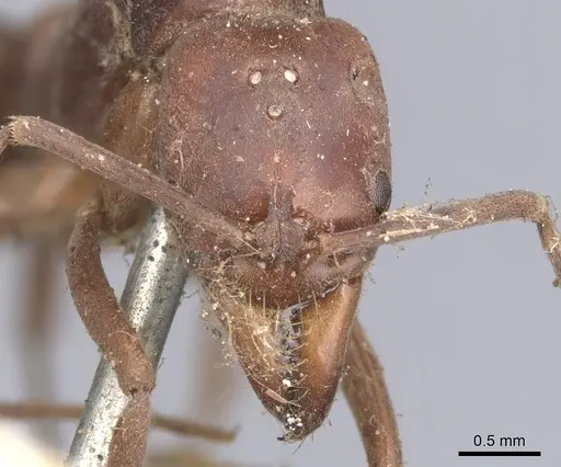Mesoponera rubra specimen CASENT0901349 image casent0901349_2