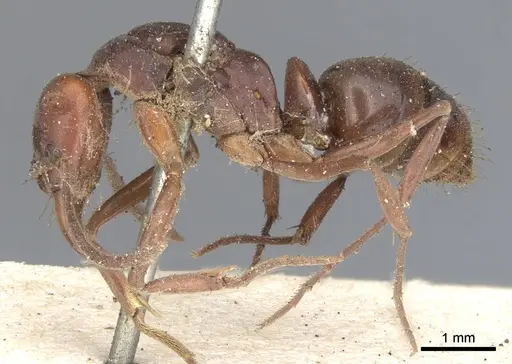 Mesoponera rubra specimen CASENT0901349 image casent0901349_3