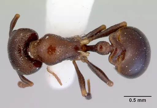 Mesostruma bella specimen CASENT0172466 image casent0172466_1