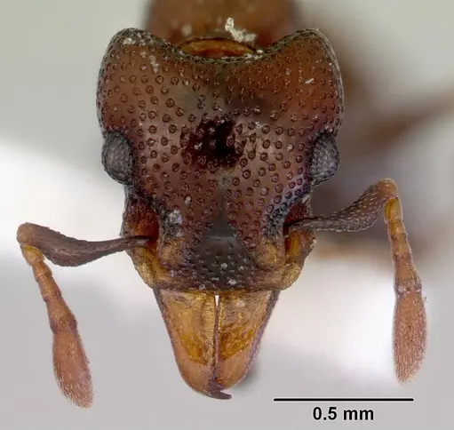 Mesostruma bella specimen CASENT0172466 image casent0172466_2