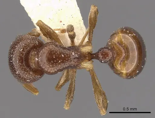 Mesostruma browni specimen CASENT0900003 image casent0900003_1