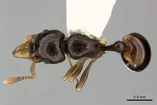 Mesostruma browni specimen QMT112783 image qmt112783_1