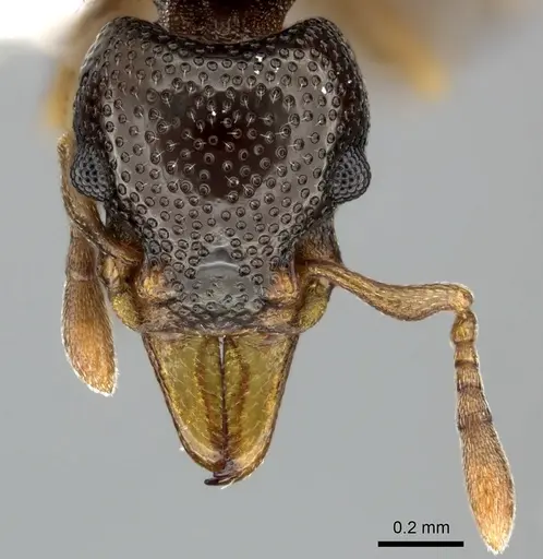 Mesostruma browni specimen QMT112783 image qmt112783_2