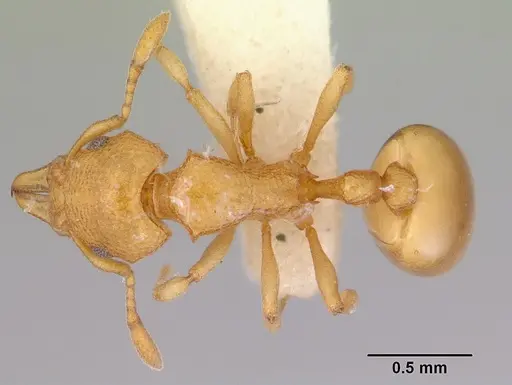 Mesostruma eccentrica specimen CASENT0172469 image casent0172469_1