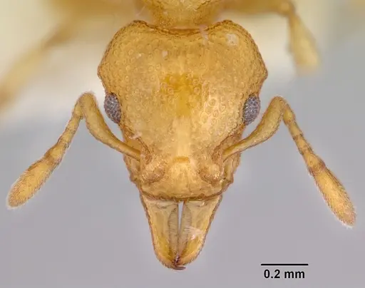 Mesostruma eccentrica specimen CASENT0172469 image casent0172469_2