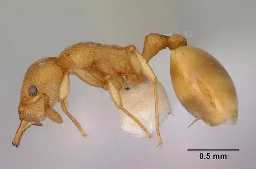 Mesostruma eccentrica specimen CASENT0172469 image casent0172469_3