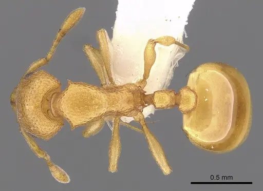 Mesostruma eccentrica specimen CASENT0900002 image casent0900002_1