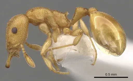 Mesostruma eccentrica specimen CASENT0900002 image casent0900002_3