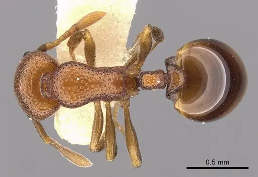 Mesostruma exolympica specimen CASENT0900001 image casent0900001_1