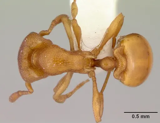 Mesostruma inornata specimen CASENT0172474 image casent0172474_1