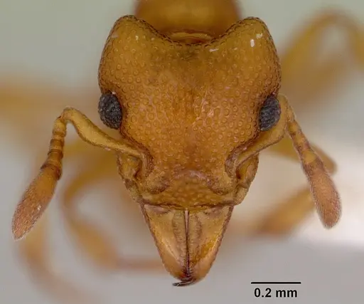Mesostruma inornata specimen CASENT0172474 image casent0172474_2