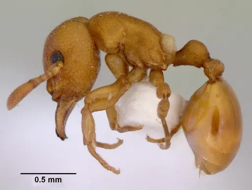 Mesostruma inornata specimen CASENT0172474 image casent0172474_3