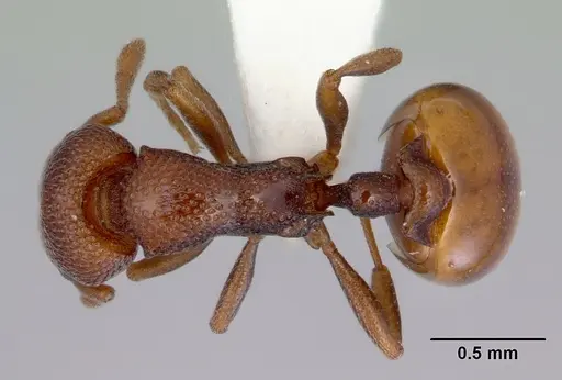Mesostruma laevigata specimen CASENT0172475 image casent0172475_1