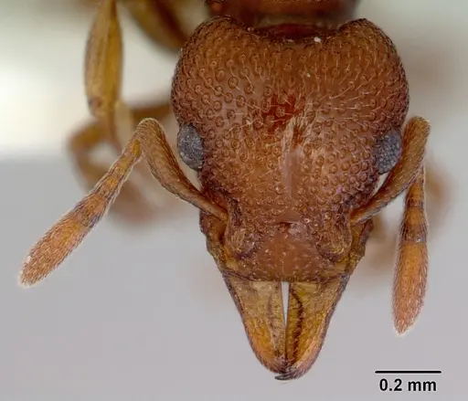 Mesostruma laevigata specimen CASENT0172475 image casent0172475_2