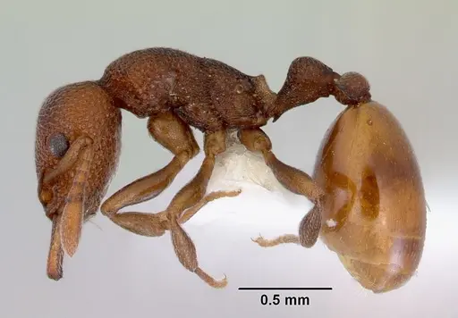 Mesostruma laevigata specimen CASENT0172475 image casent0172475_3
