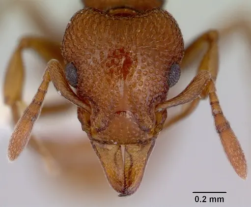 Mesostruma laevigata specimen CASENT0172476 image casent0172476_2