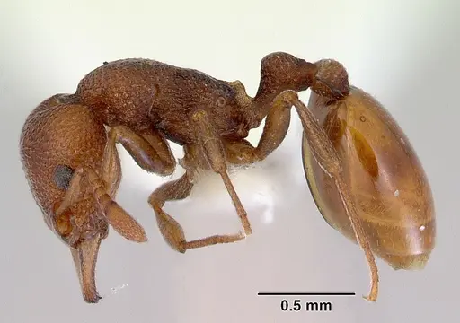 Mesostruma laevigata specimen CASENT0172476 image casent0172476_3
