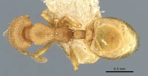 Mesostruma laevigata specimen CASENT0911195 image casent0911195_1