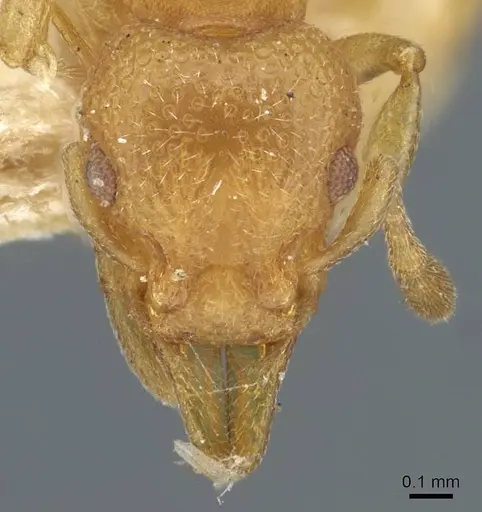 Mesostruma laevigata specimen CASENT0911195 image casent0911195_2