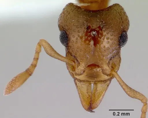 Mesostruma loweryi specimen CASENT0172477 image casent0172477_2