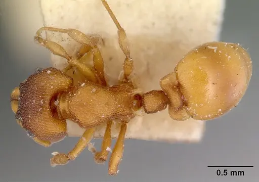 Mesostruma turneri specimen CASENT0172478 image casent0172478_1