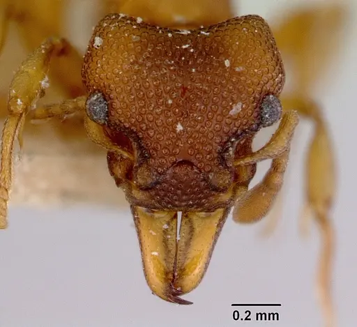 Mesostruma turneri specimen CASENT0172478 image casent0172478_2