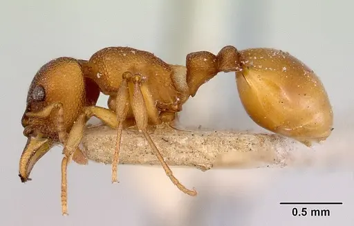 Mesostruma turneri specimen CASENT0172478 image casent0172478_3