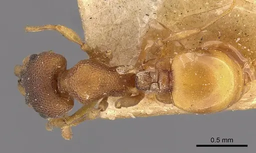 Mesostruma turneri specimen CASENT0900000 image casent0900000_1
