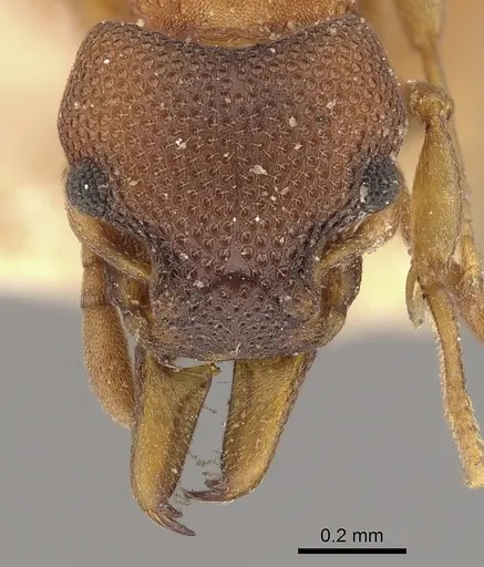 Mesostruma turneri specimen CASENT0900000 image casent0900000_2