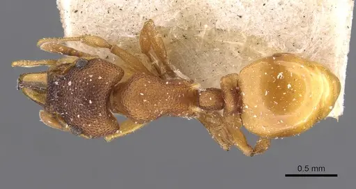 Mesostruma turneri specimen CASENT0909351 image casent0909351_1