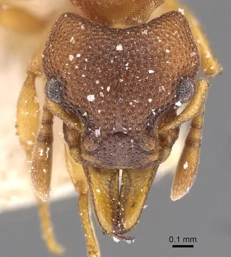 Mesostruma turneri specimen CASENT0909351 image casent0909351_2