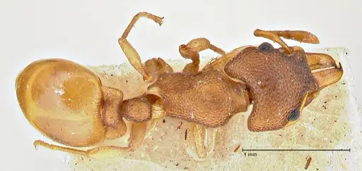 Mesostruma turneri specimen FOCOL2971 image focol2971_1