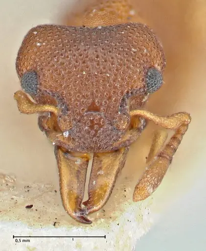 Mesostruma turneri specimen FOCOL2971 image focol2971_2