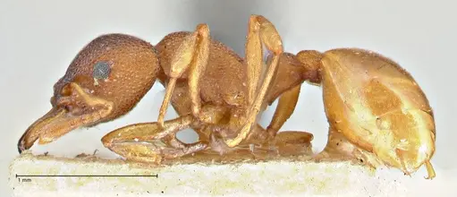 Mesostruma turneri specimen FOCOL2971 image focol2971_3