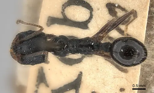 Messor aciculatus specimen CASENT0217860 image casent0217860_1