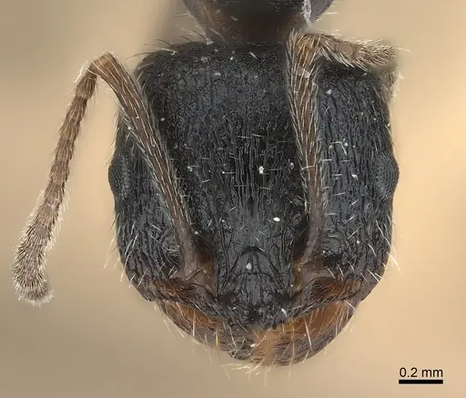 Messor aciculatus specimen CASENT0217860 image casent0217860_2