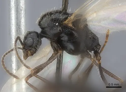 Messor aciculatus specimen CASENT0217861 image casent0217861_3