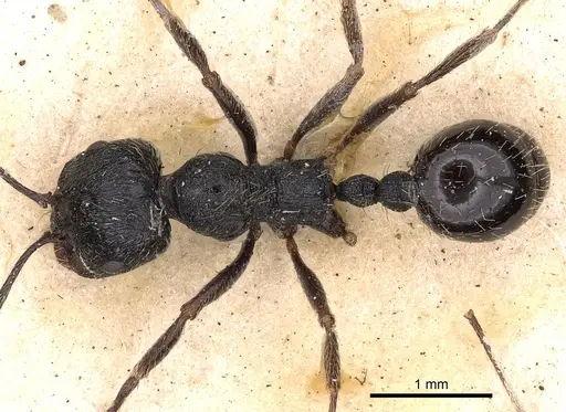 Messor aciculatus specimen CASENT0900469 image casent0900469_1