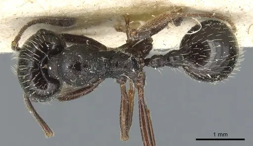 Messor aciculatus specimen CASENT0904141 image casent0904141_1
