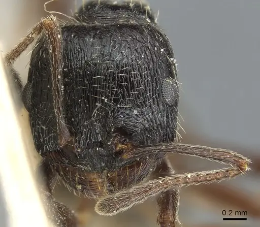 Messor aciculatus specimen CASENT0904141 image casent0904141_2