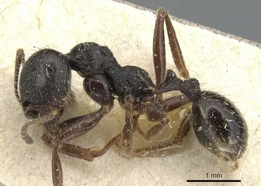Messor aciculatus specimen CASENT0904141 image casent0904141_3